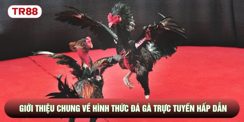 Giới thiệu chung về hình thức đá gà trực tuyến hấp dẫn Giới thiệu chung về hình thức đá gà trực tuyến hấp dẫn
