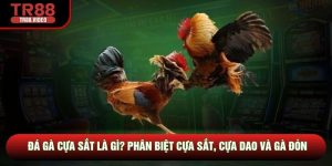 Đá Gà Cựa Sắt Là Gì? Phân Biệt Cựa Sắt, Cựa Dao Và Gà Đòn