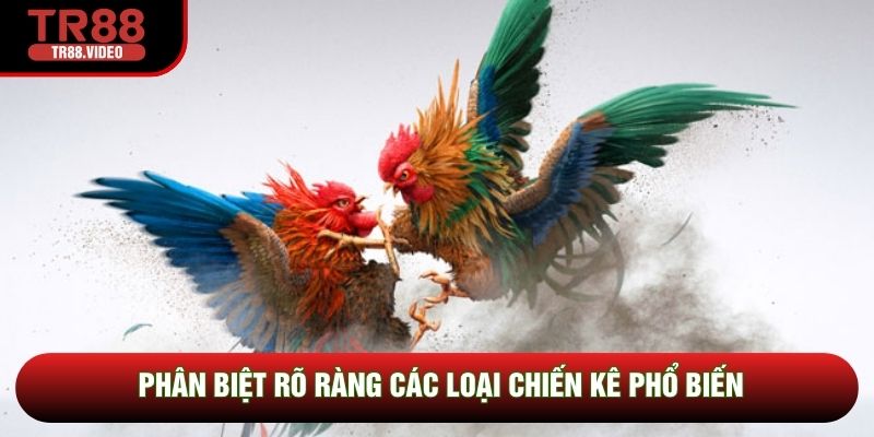 Phân biệt rõ ràng các loại chiến kê phổ biến